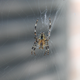 Illustration for article titled As SupremeEvan Stumbles... into a Spiders Web!